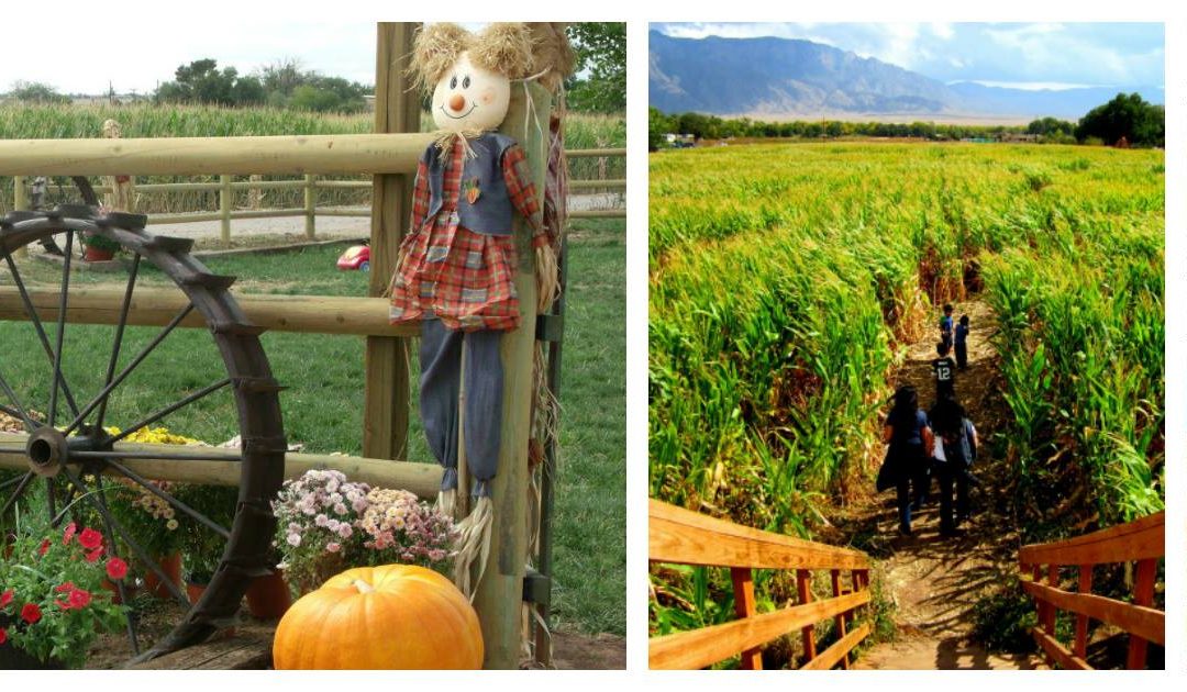 Wagner’s Farmland Experience: A Seasonal Destination for All Ages