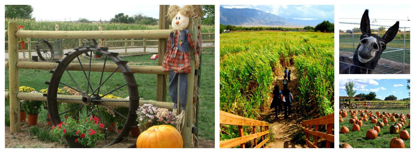 Wagner's Farmland Experience in Corrales, NM