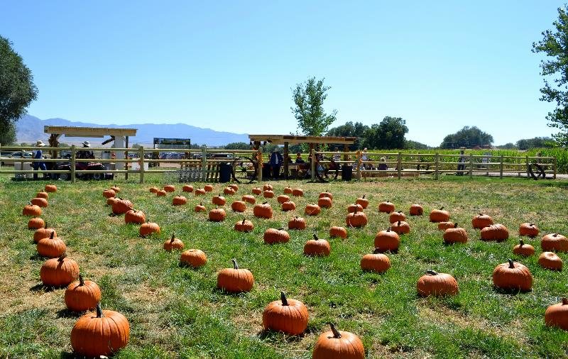 Wagner's Farmland Experience in Corrales, NM