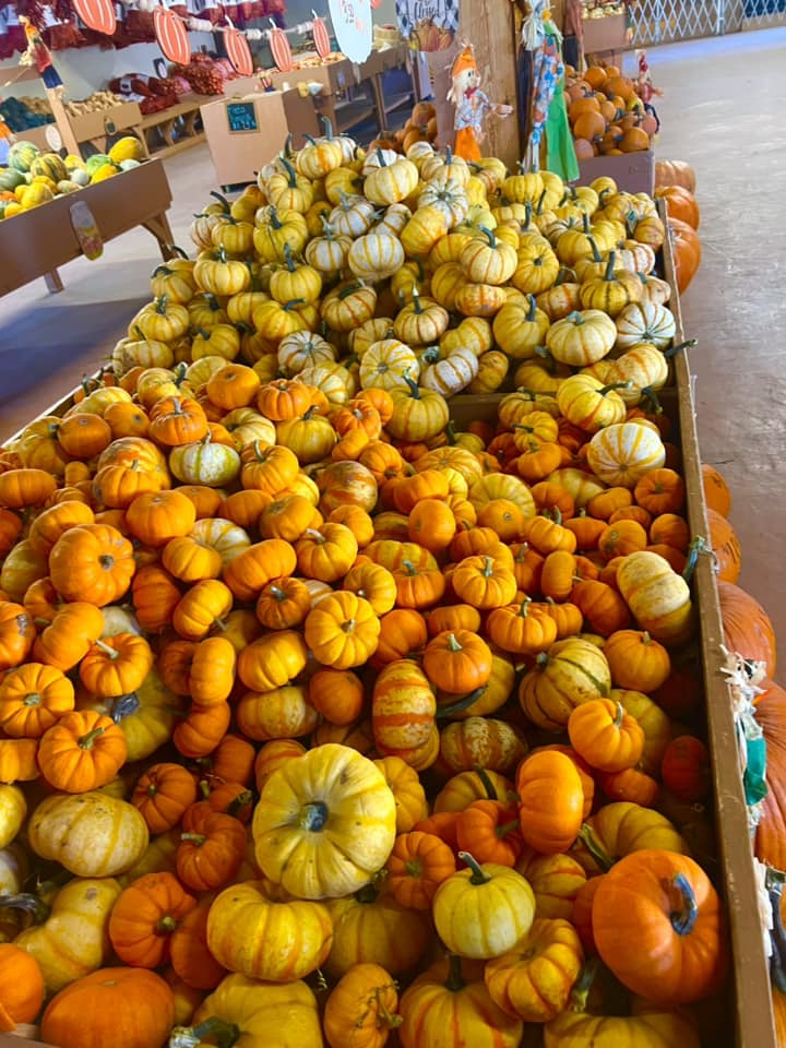 Wagner Farm in Corrales, NM 