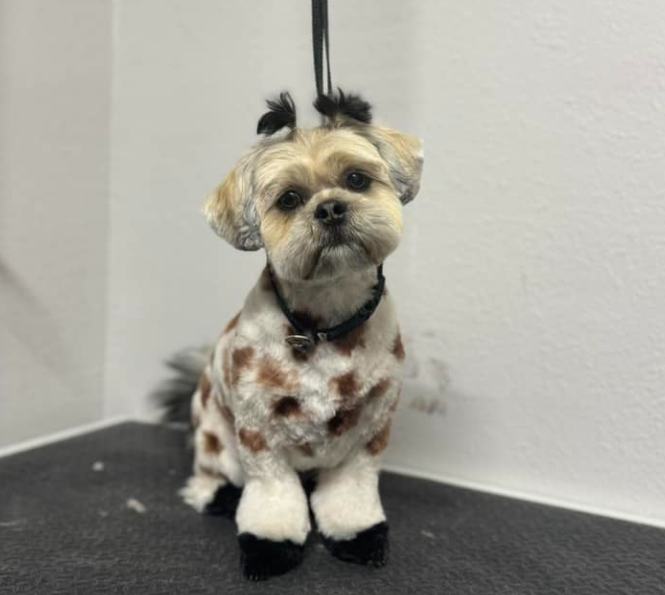 A Community Hub for Pet Lovers: J.E.M’s Bright Star Grooming